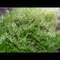 Deutzia gracilis (fam Hydrangeacees) (Japon, Chine) (2)
